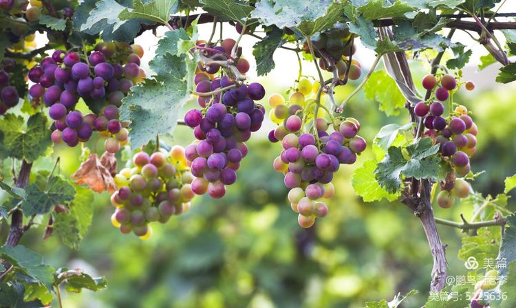 赤峰日报蒙古文,赤峰日报2005