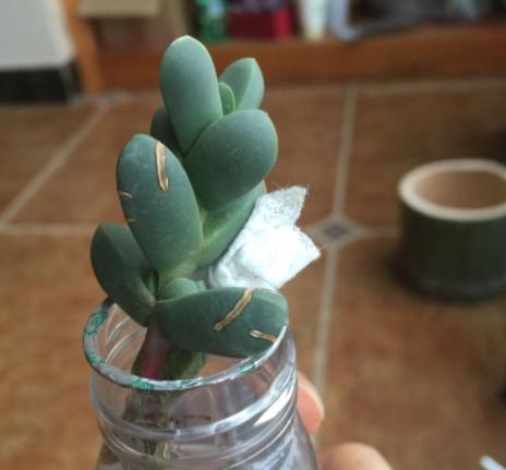 鹿角海棠叶子为何发皱,鹿角海棠干瘪发皱了如何救活