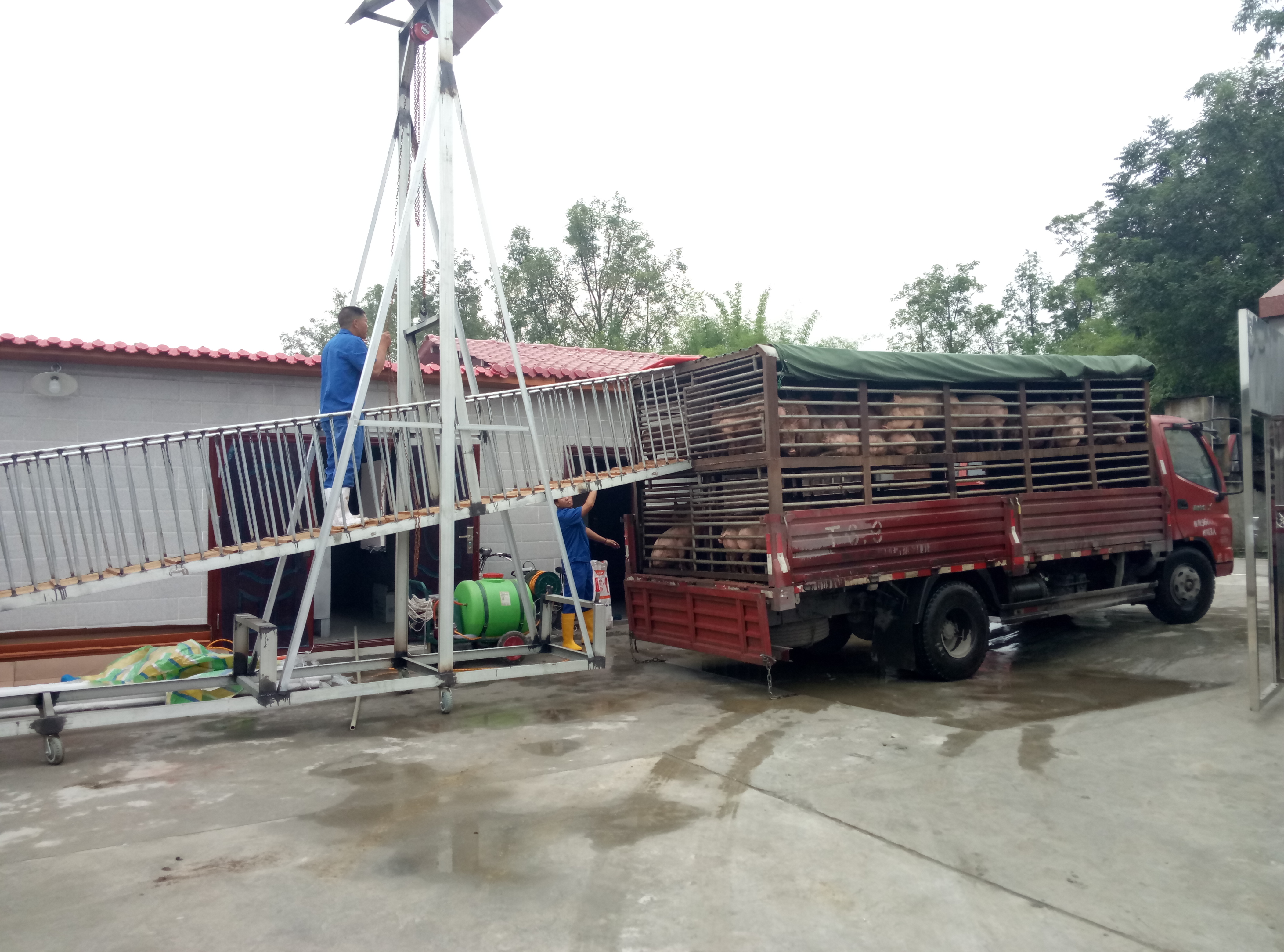 猪场免疫程序及流程图表,猪场正规免疫程序图