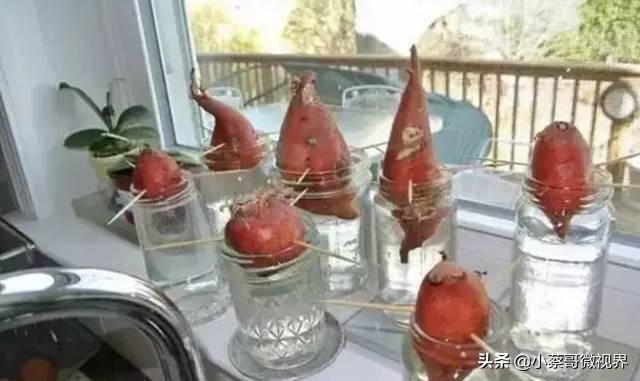 吃完的水果不要扔试试在家就能种,吃完的水果种子