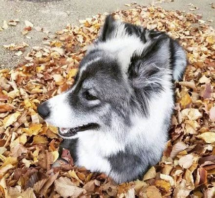 比柯基短腿好看的狗,和柯基杂交的狗狗都是小短腿吗