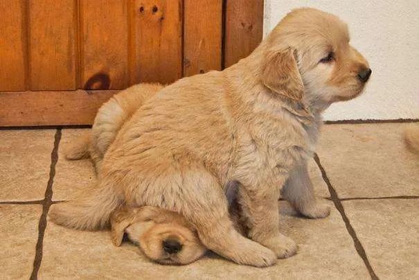 狗狗的这几个动作说明它要咬人,狗狗这几个举动是在喊救命