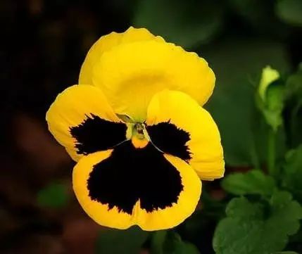 三色堇是一种花吗,鬼脸花三色堇