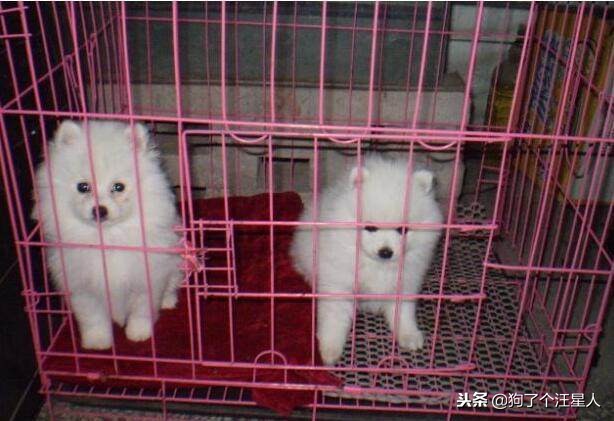 饲养博美注意事项,饲养博美有哪些注意事项