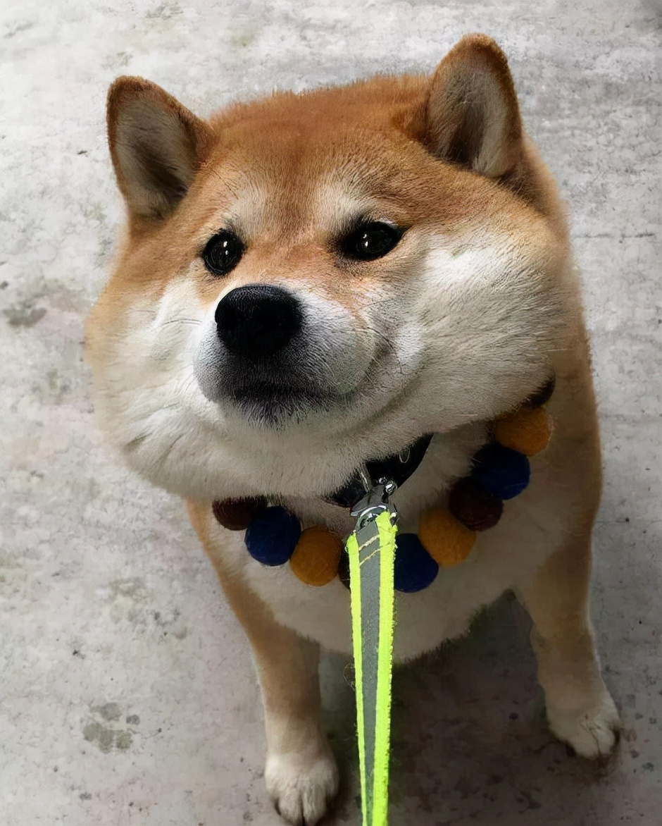 公认最温顺的七种狗你家上榜了吗,最有小脾气的4种狗