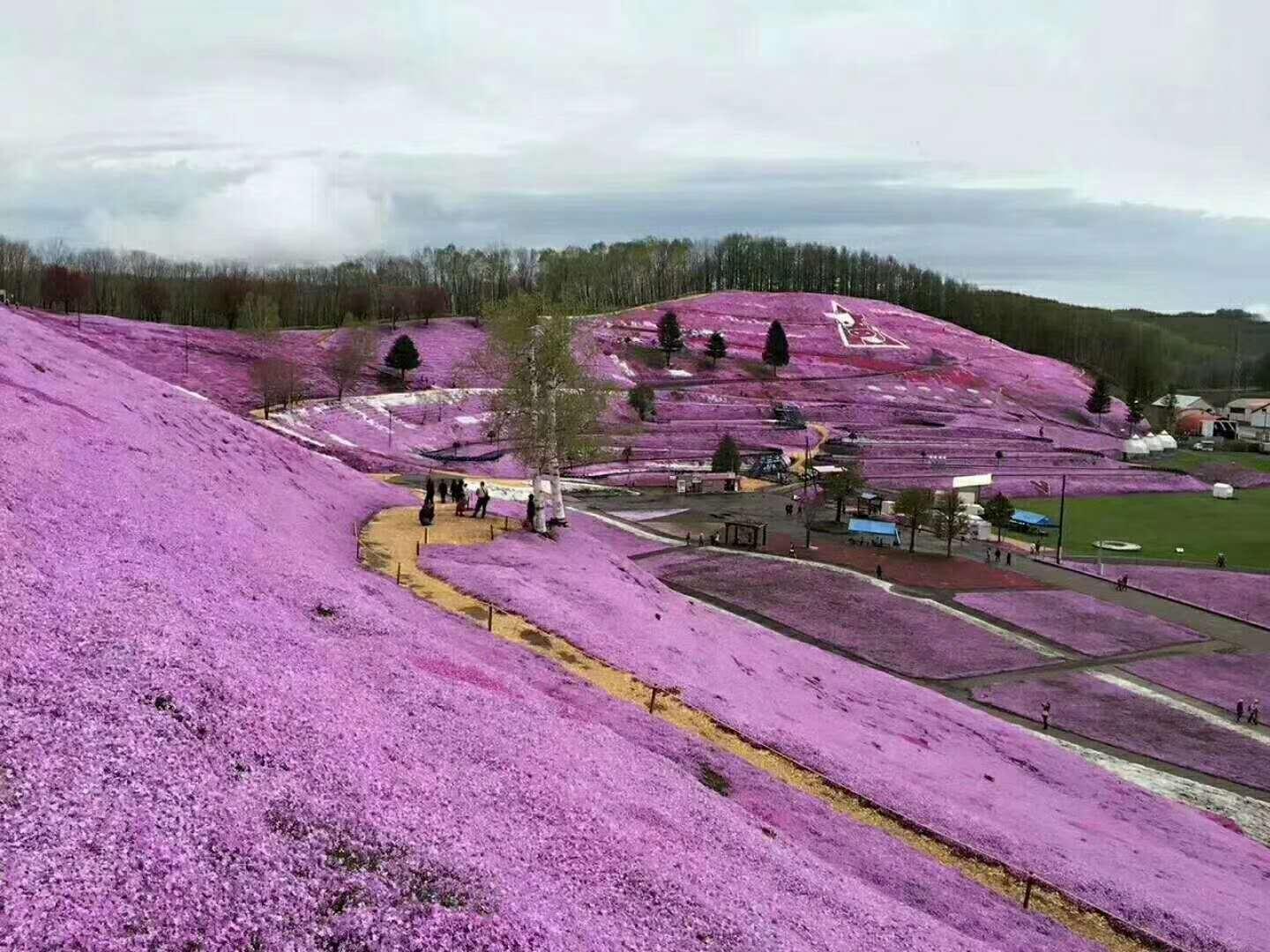 开成“红毯”的4种花,撒把种子开花十几年,邻居见了都眼馋