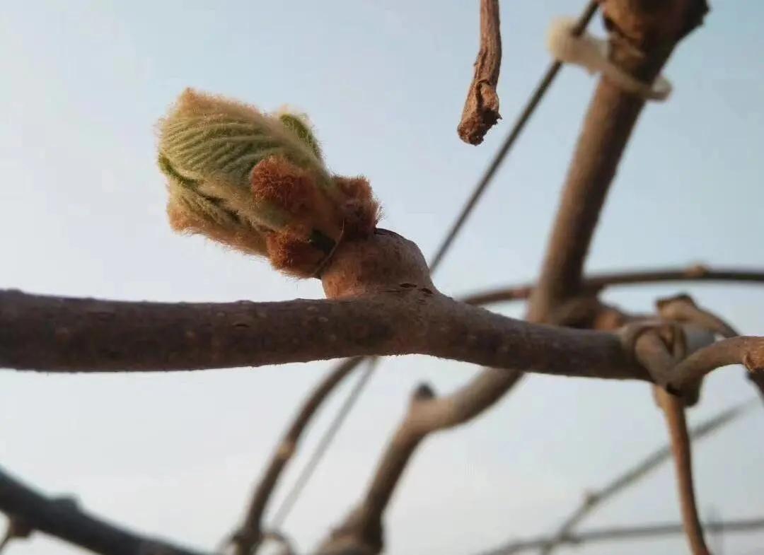 猕猴桃未挂果树春季怎么管理,猕猴桃萌芽期管理