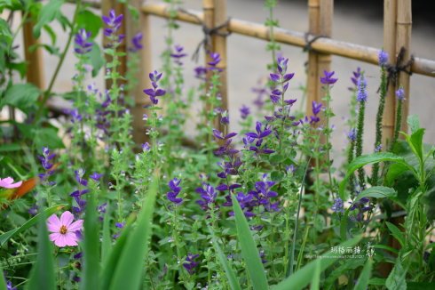 西餐香草大全及用途视频,好吃的西餐料理有哪些