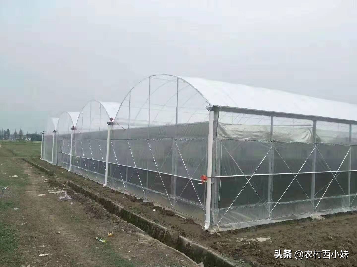 温室大棚种植规模化，四种大棚的优缺点，你应该知道