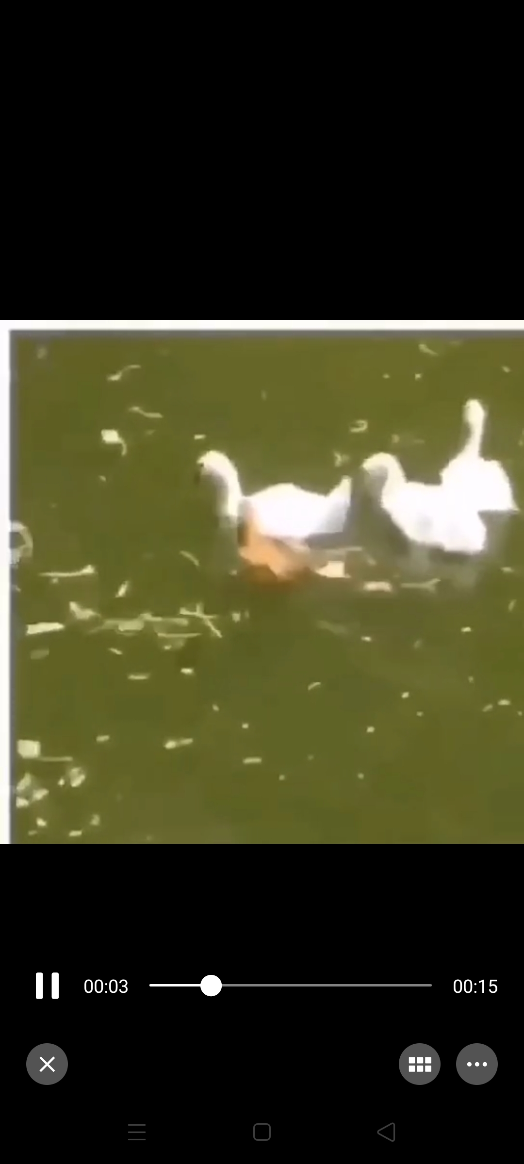 母鸡会不会游泳,母鸡也会游泳说明什么