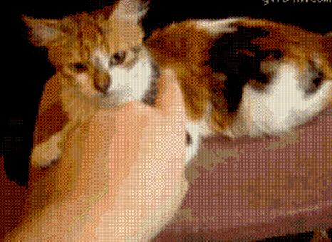 @铲屎官，被猫抓伤后，医生教你这样处理