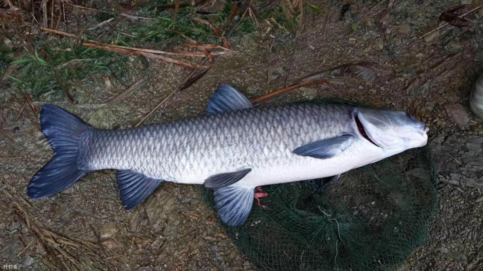 鱼怎么区别草鱼鲫鱼鲤鱼,怎样分辨草鱼和鲤鱼