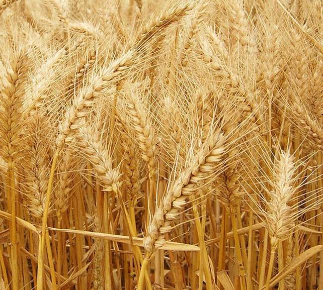 农村新商机100个,农村小麦收益怎么样