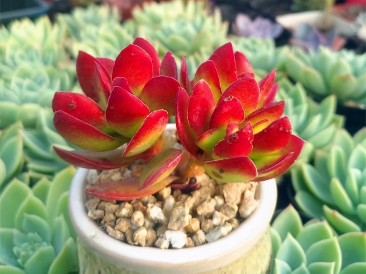 多肉小天狗和天狗之舞是两个完全不同的品种，但是都能养出红边