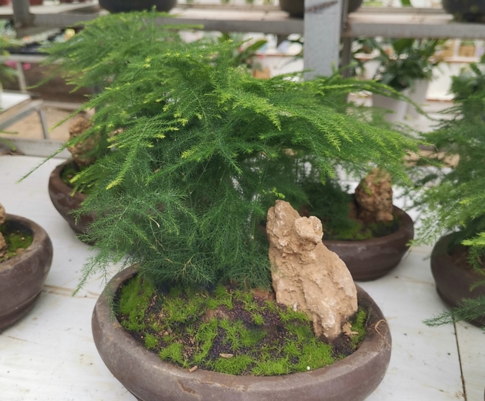 怎样能使文竹翠绿,文竹低矮