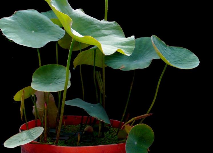 荷花盆栽水养方法,荷花盆栽的盆土怎么配制