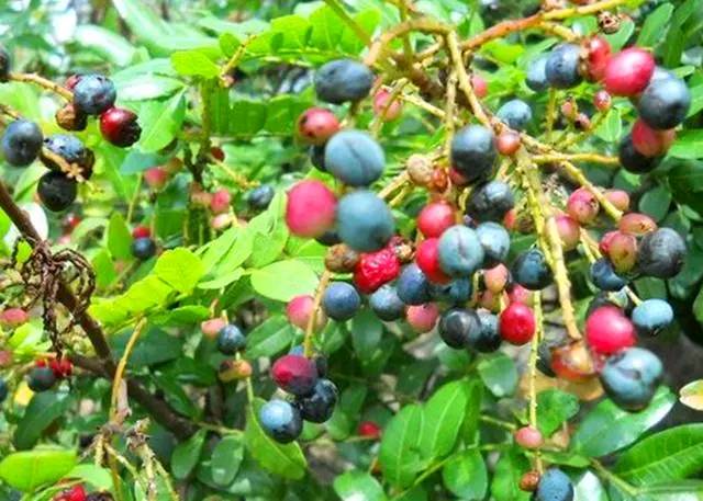 哪些植物可以用来做枕头,哪种植物的叶子可以做枕头