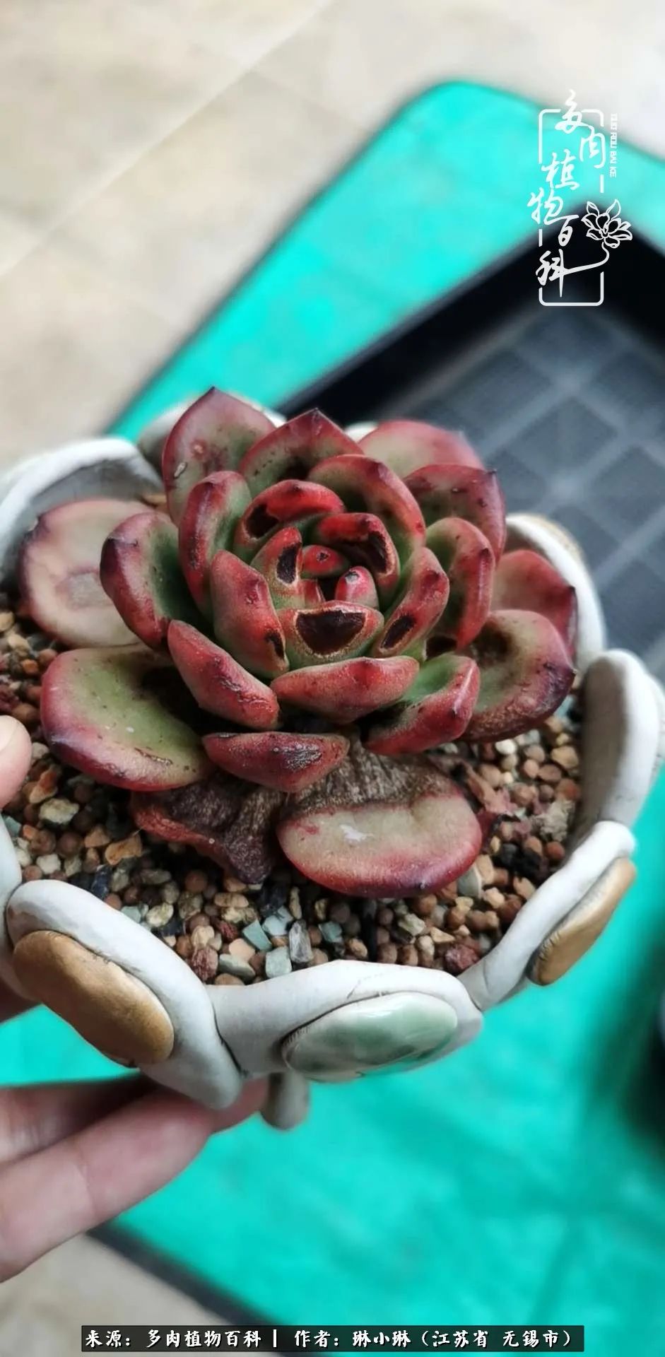 多肉变美是需要时间的,千万别辜负了多肉变美的黄金季节