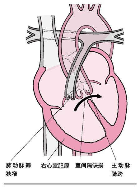 医生常用的解剖学、内外科口诀
