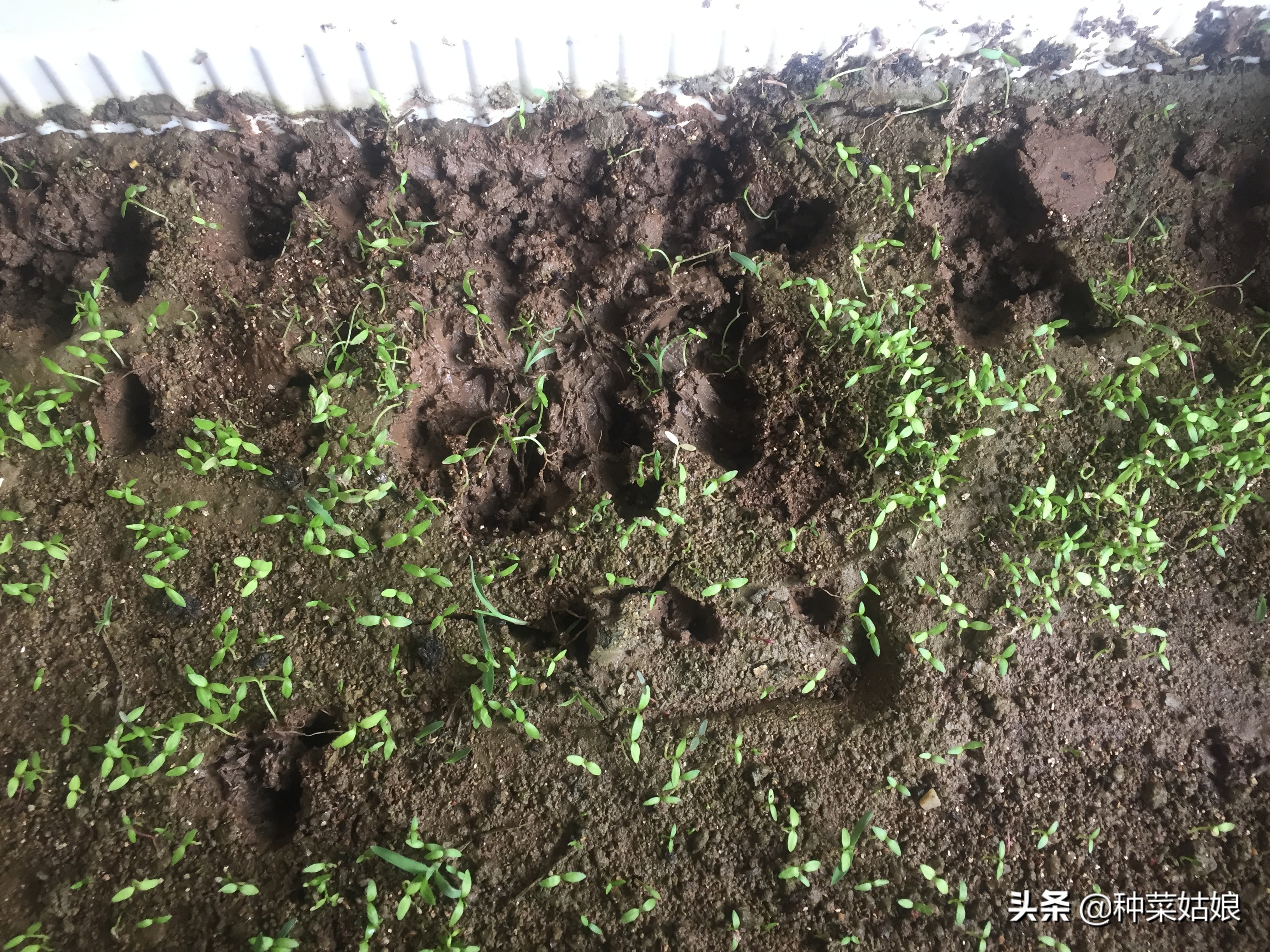 种植蔬菜，出苗老是又细又长怎么办，掌握这些栽培技术，轻松解决