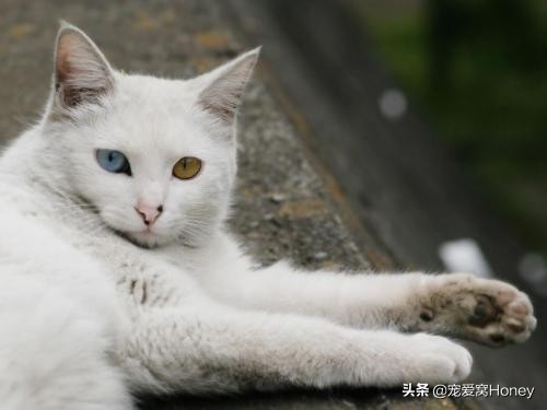 为什么中国的土猫在国外很昂贵,这3种土猫一生都在被嫌弃