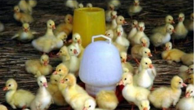 天气热鸭苗怎么办,冬天小鸭苗怎么养成活率最高