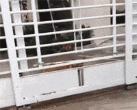 搞笑gif段子因为爱情所以共患难,搞笑gif段子小伙子你谈恋爱了吗