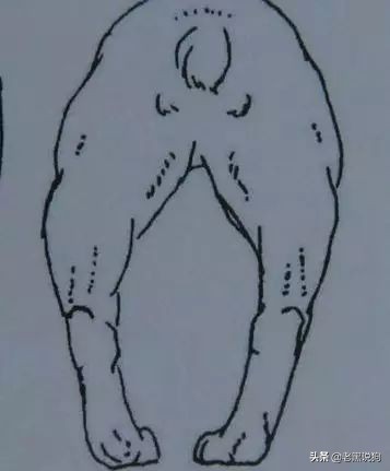 蓝法斗长大后毛色变化,国际认可纯种法斗毛色