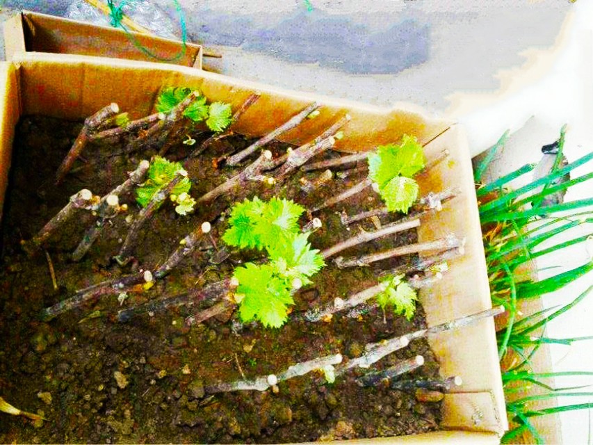 年前扦插的葡萄枝发芽晚咋回事,葡萄刚发嫩枝干枯死掉是什么病