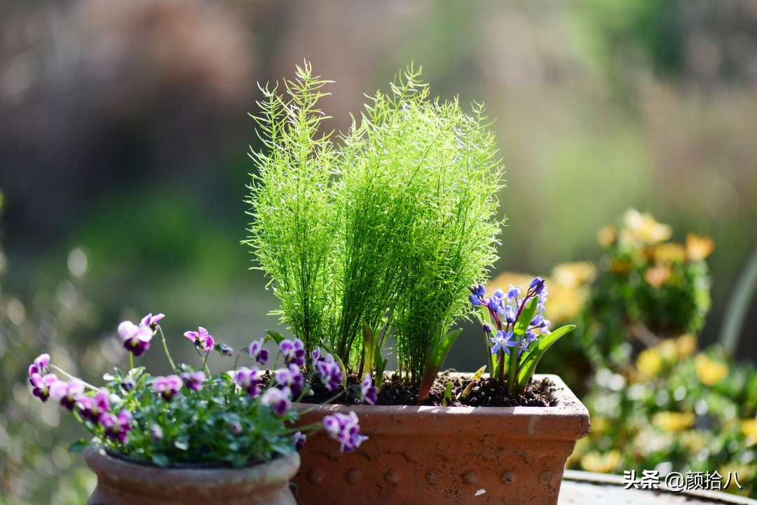 就趁现在，花园最忙碌的季节|园丁