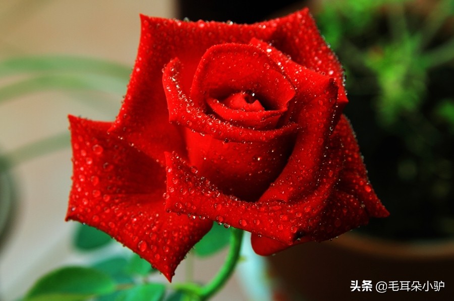 雾柳暗时云度月，露荷翻处水流萤。这个国家居然两个国花