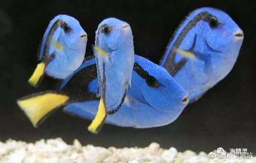 海水白点处理,海水白点病的严重程度怎么判断