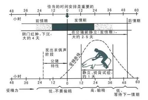 为什么母猪会出现不孕症？这七个原因最为常见