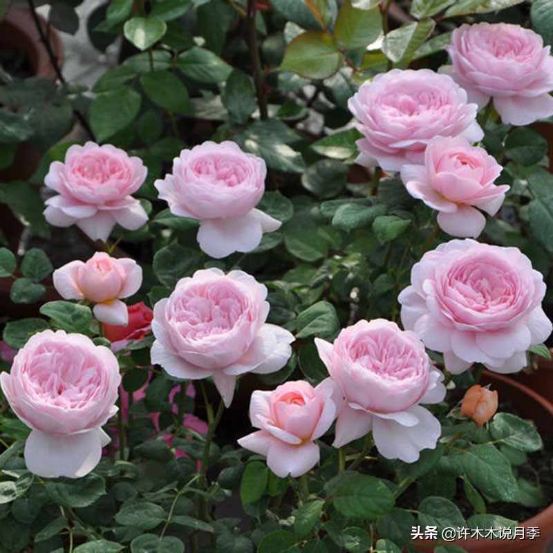 买月季还被骗？教你远离月季网购陷阱，辨别真伪拒绝蔷薇小白花