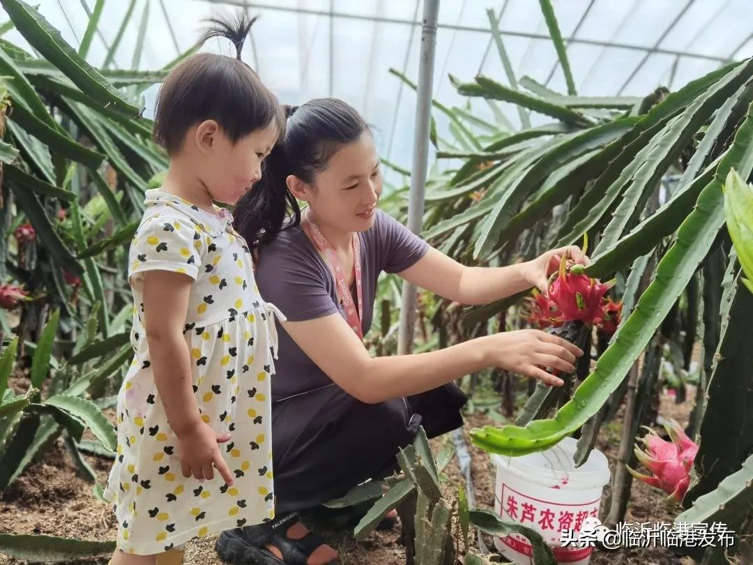 白莲镇火龙果采摘,火龙果采摘园欢迎您的到来