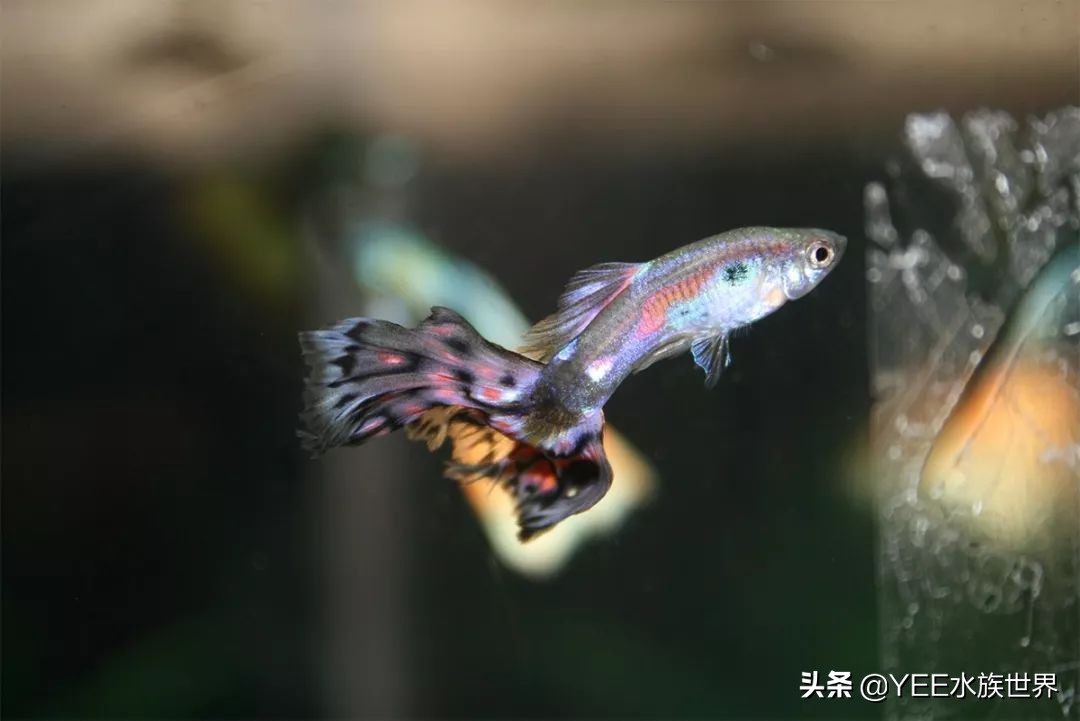 观赏鱼新手入门推荐,观赏鱼新手入门教程