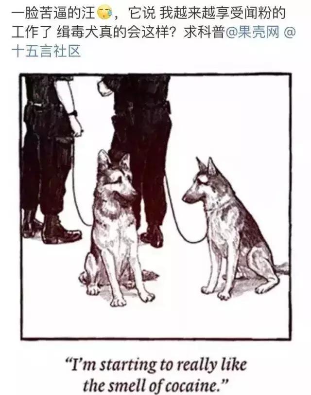 闻毒品的缉毒犬会因此染上毒瘾吗,缉毒犬是不是让它有毒瘾