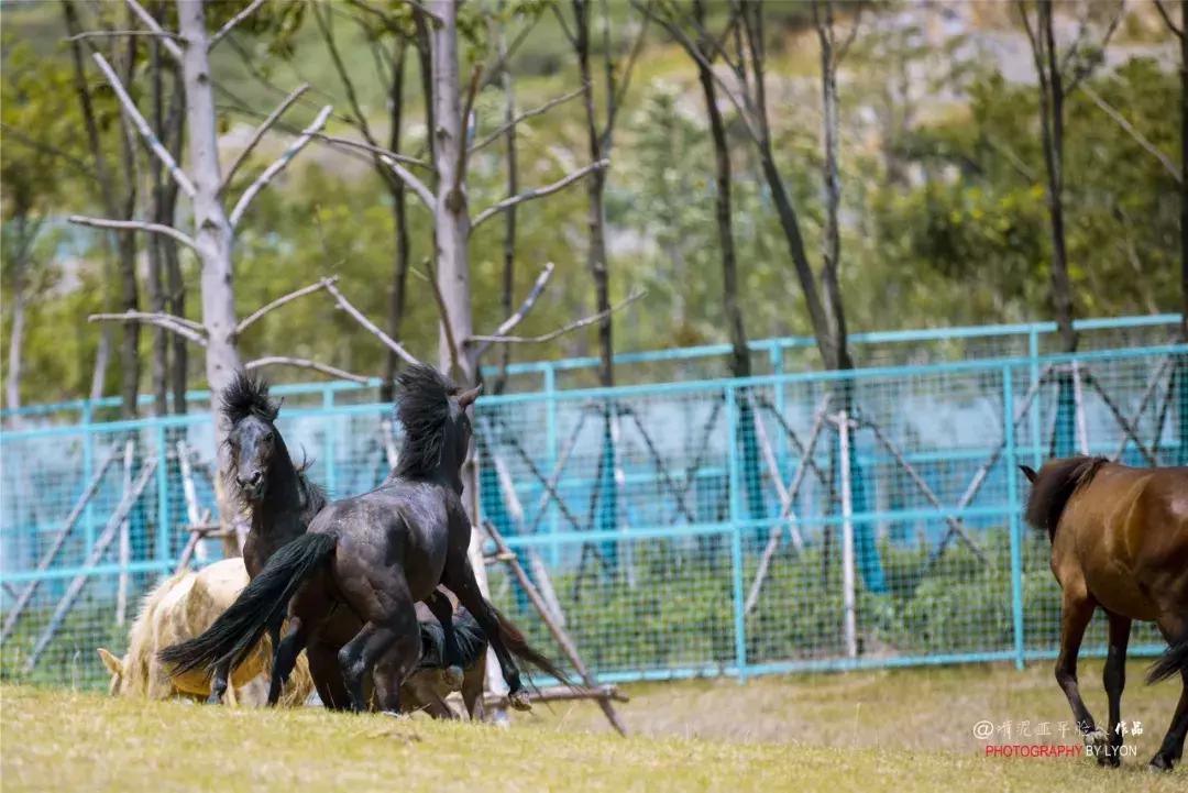 去南京金牛湖野生动物王国堵车吗,南京金牛湖野生动物王国最新活动