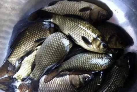 淡水鱼养殖技术和前景,哪种淡水鱼养殖经济效益更高