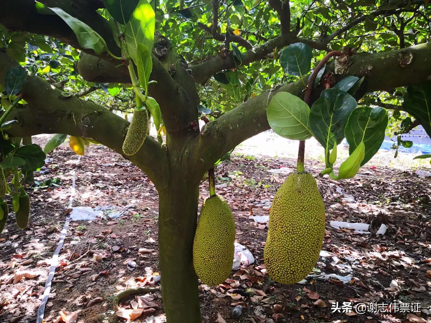 海南菠萝蜜旅游攻略,海南旅游菠萝蜜免费吃