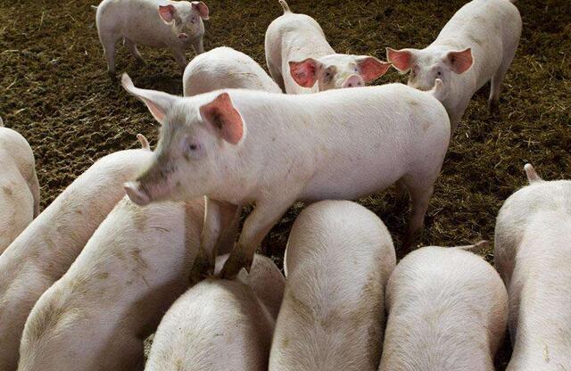 养猪猪瘟最新管理,猪瘟引起的仔猪腹泻是什么症状