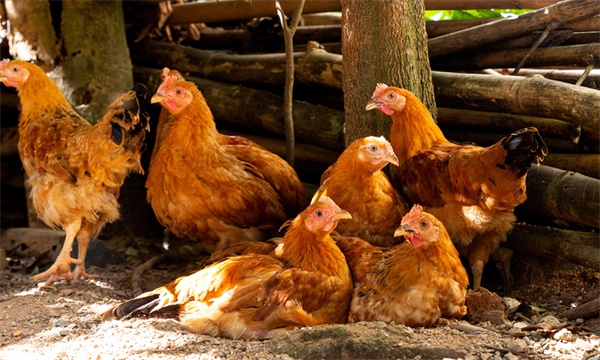 江苏常州十大特产小吃,江苏省常州市十大特产有哪些