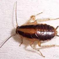 消灭蟑螂的100种有效的方法,怎么消灭4种蟑螂最有效的方法