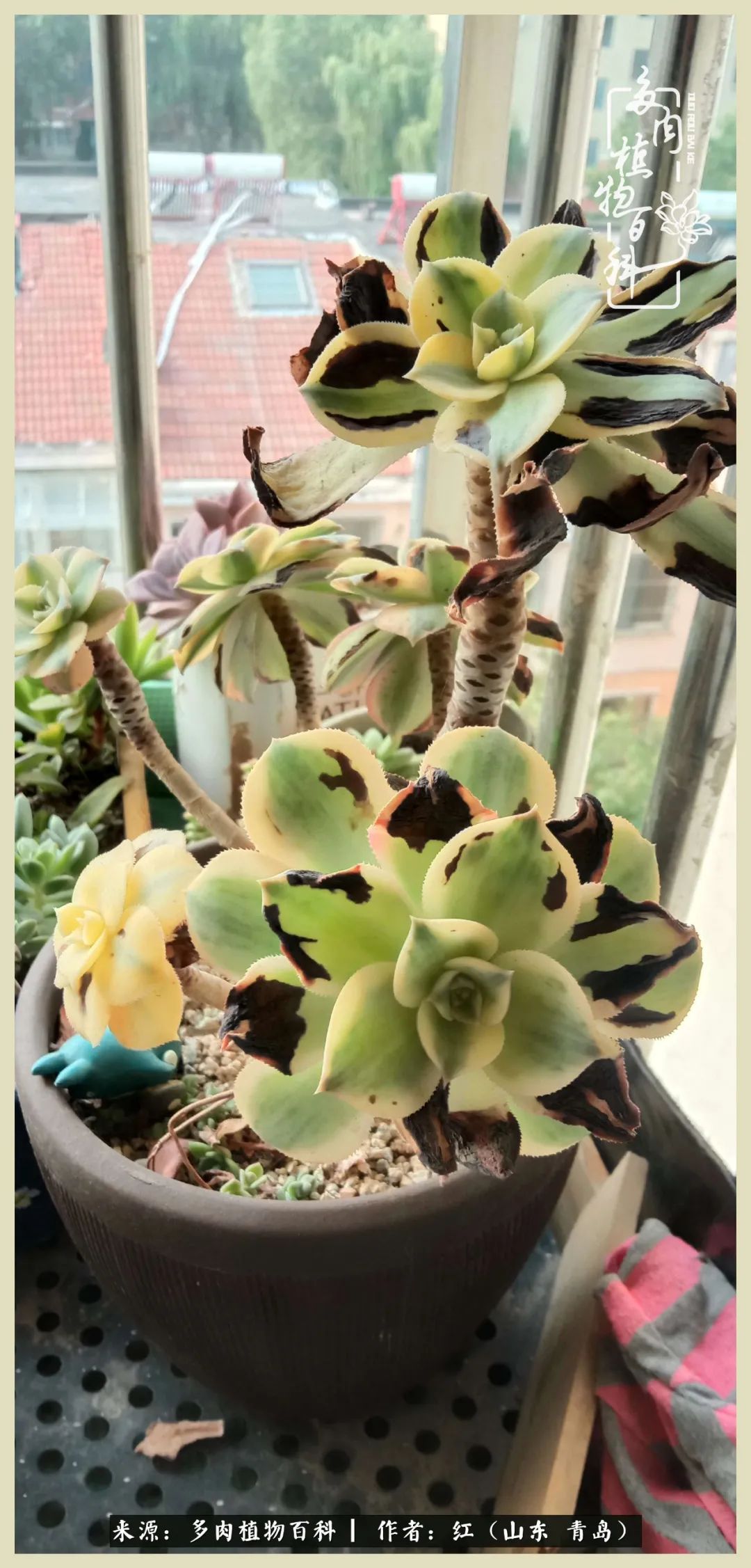 度夏多肉秋天发根,度夏坚强活下来的肉肉们