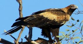 空中十大猛禽排行榜,世界前十猛禽排名图表