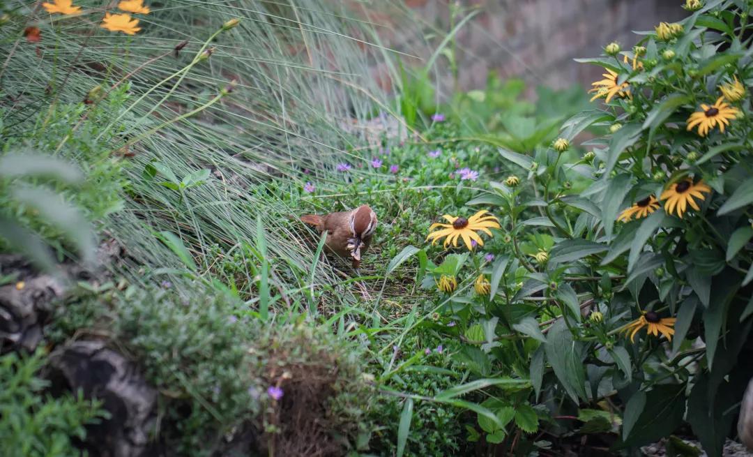 建一座完全不打药的生态花园,所有生命在这里和谐共处,值得收藏