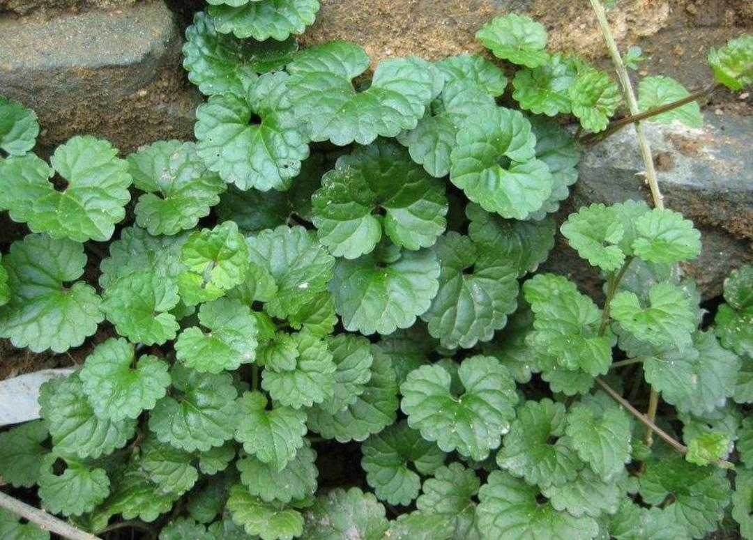 活血丹功效主治,活血丹植物