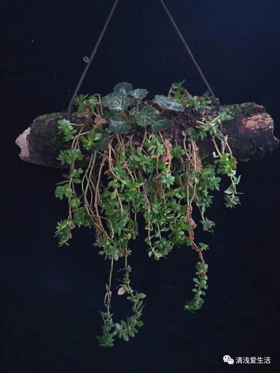 养花老是缺土缺花盆，动手用身边随处可见的改造一下就能轻松解决