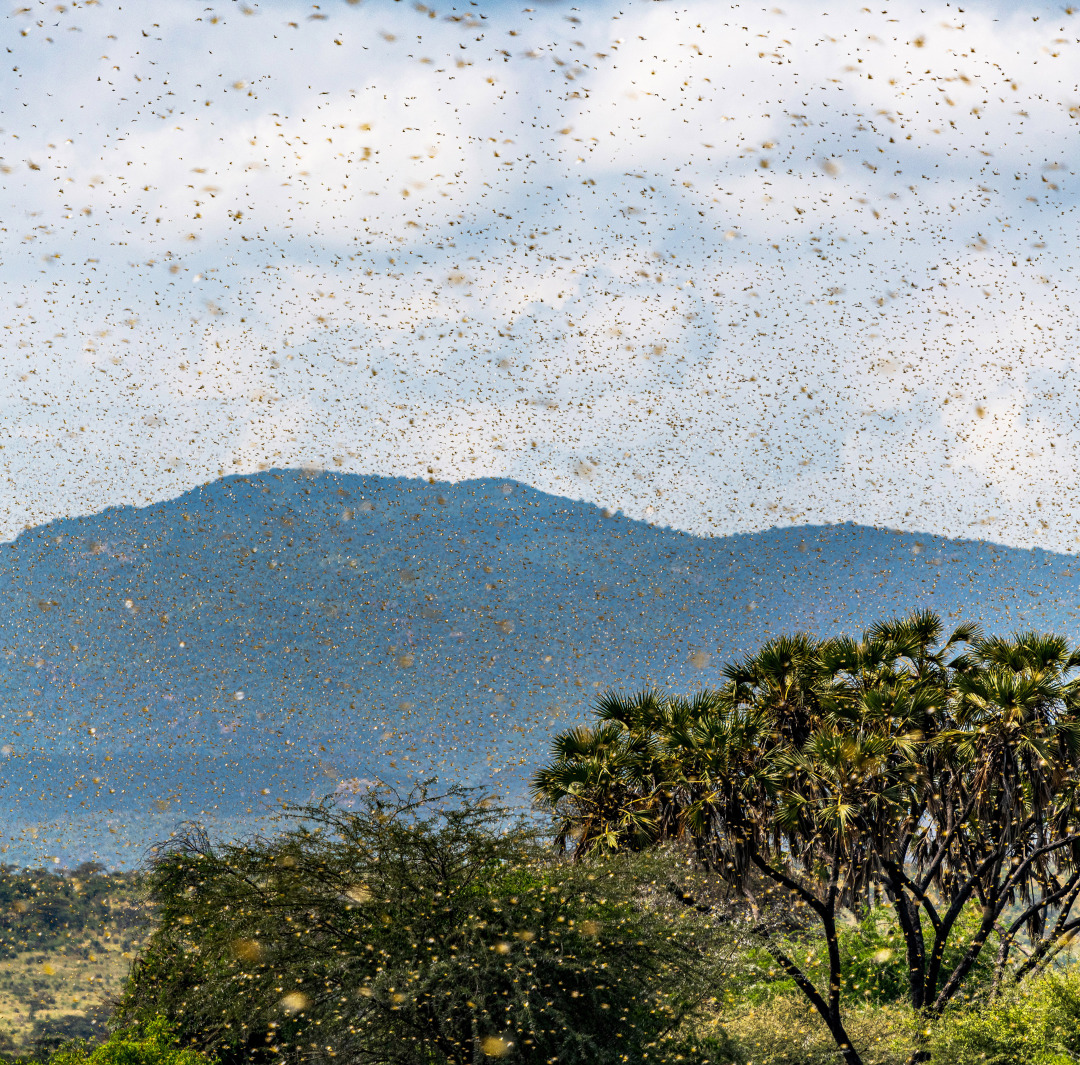 这次的蝗虫灾害为什么这么大,此次的蝗灾有多严重