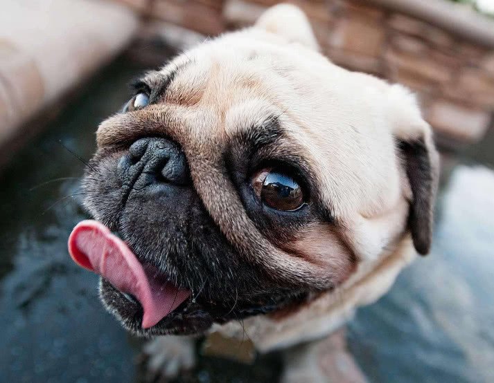 狗狗白内障并发青光眼怎么治,狗狗白内障和结膜炎的区别